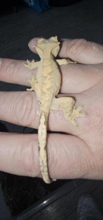 Image 4 of Baby flame crested gecko