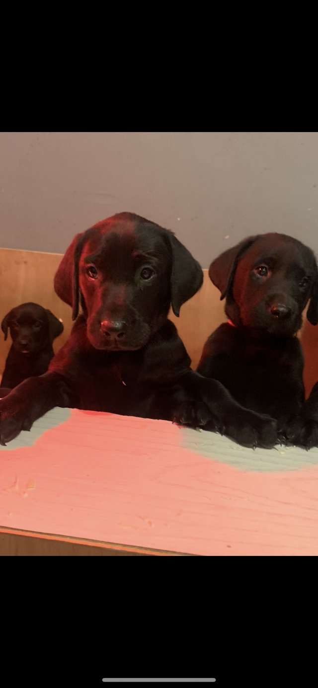 Preview of the first image of Labrador pups ready to leave.