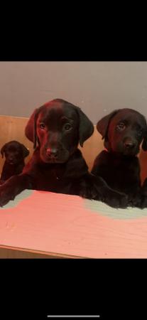 Image 1 of Labrador pups ready to leave