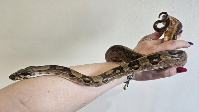 Preview of the first image of Stunning boa ready for rehoming.