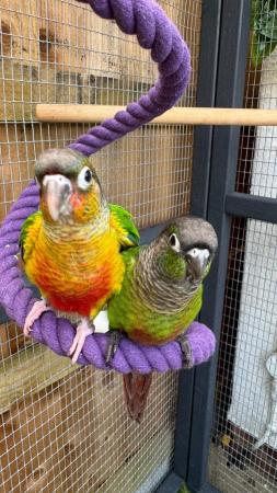 Image 2 of Hand reared conures Various different mutations