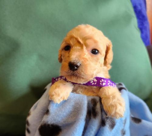 Image 16 of Beautiful tiny toy poodle puppies