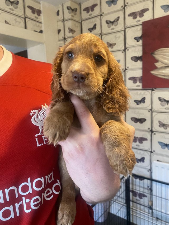 Preview of the first image of 1 left! Gorgeous Cocker spaniel puppies ready now..