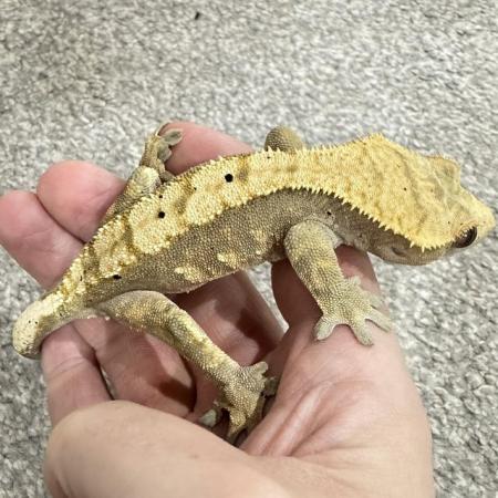 Image 11 of CRESTED GECKOS FOR SALE! MALE & FEMALE MORPHS AVAILABLE