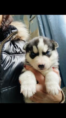 Image 2 of Beautiful Siberian Husky Puppies