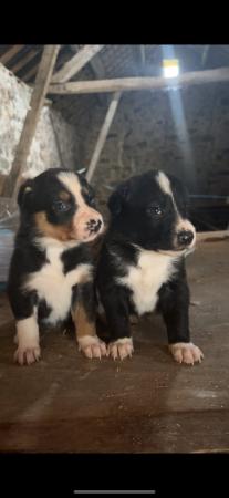 Image 4 of Border collie puppies :)