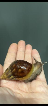 Image 1 of Lisachatina Fulica Classic Giant African Land Snails