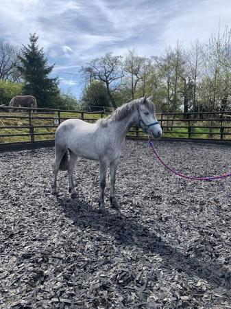 Image 1 of 2 year old registered Connemara mare