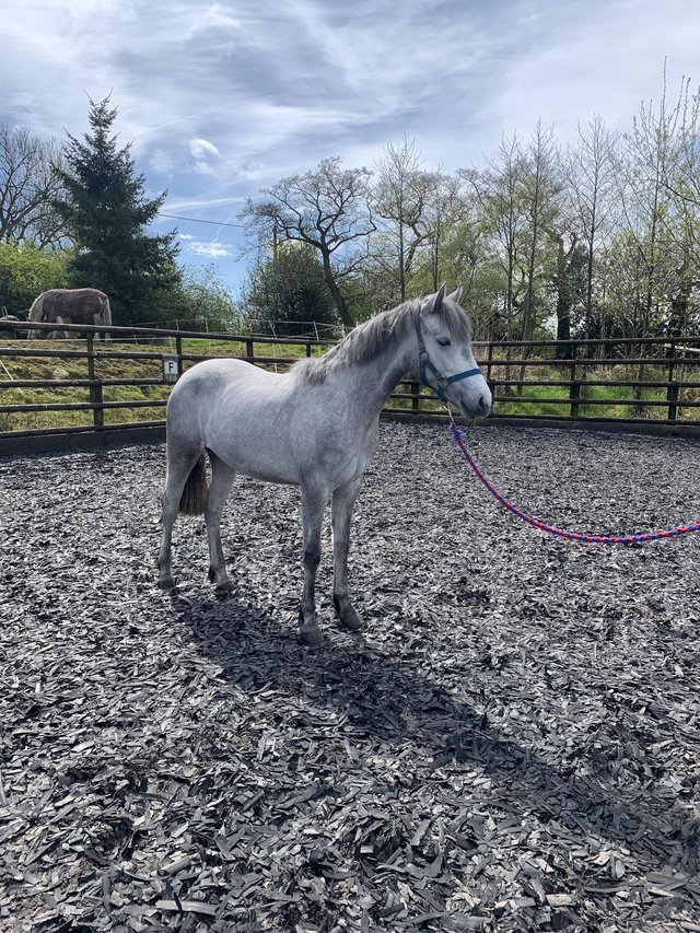 Preview of the first image of 2 year old registered Connemara mare.