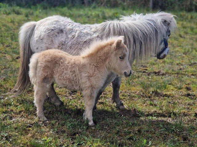 Preview of the first image of Mini shetland palomino filly IMPHS passported.