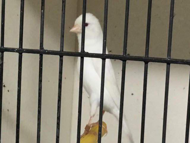 Irish Fancy canaries for sale — photo 3 of 4