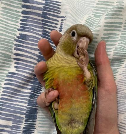 Image 7 of Beautiful baby conures-incredibly tame and in great health
