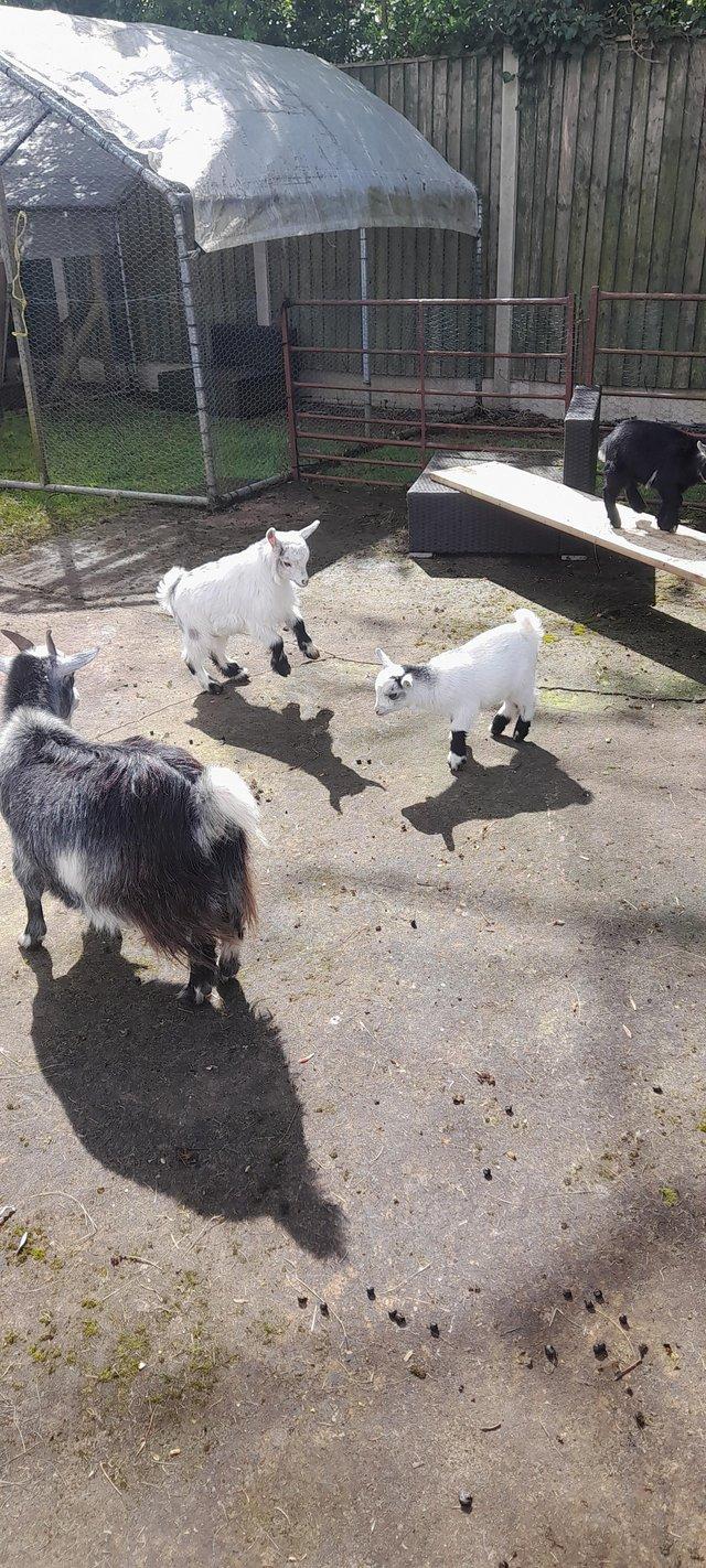 Preview of the first image of Pygmy goat kids available.