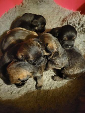 Image 3 of READY TO LEAVE KC registered Border Terrier Puppies