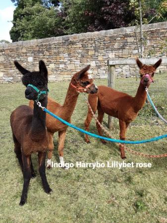 Image 1 of ALPACAS FOR SALE DUE TO OWNER RETIREMENT
