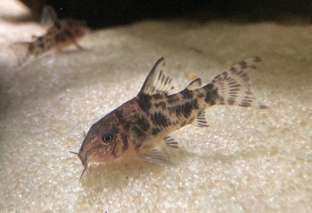 Preview of the first image of Cory,Amano Shrimp,Gourami,Platy for sale.