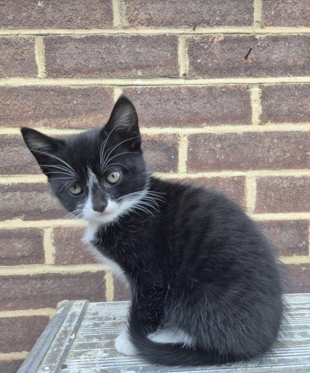 Kittens /Beautiful kittensThose have a lot of energy — photo 3 of 4