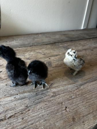 Image 2 of 1 week old pure silkie chicks, 2 black and 1 striped chick
