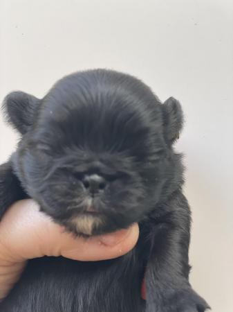Image 1 of Beautiful Black pug puppies