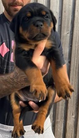 Image 7 of KC registered Chunky Rottweiler Puppies