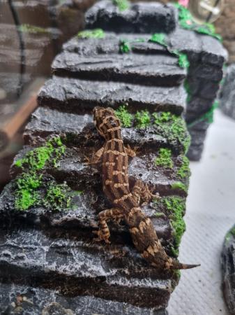 Image 5 of Viper geckos for sale 3 males