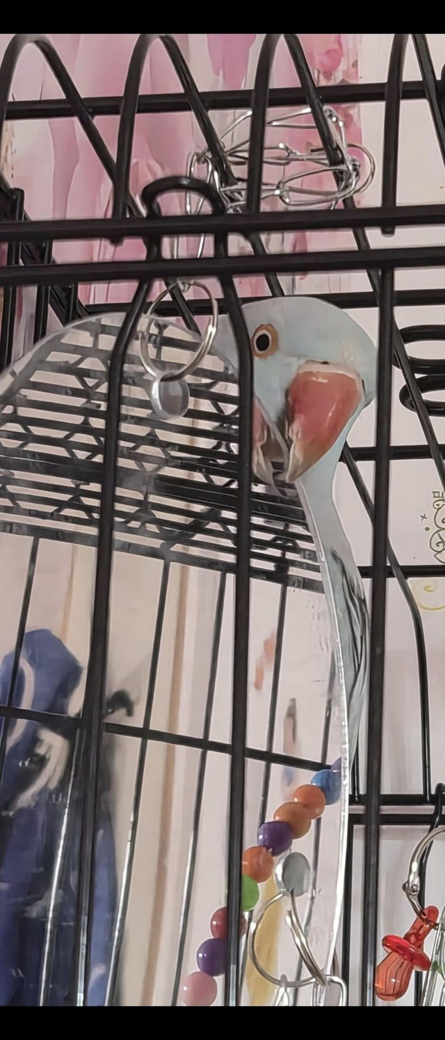 6 month old Indian ring net parrot — photo 2 of 4