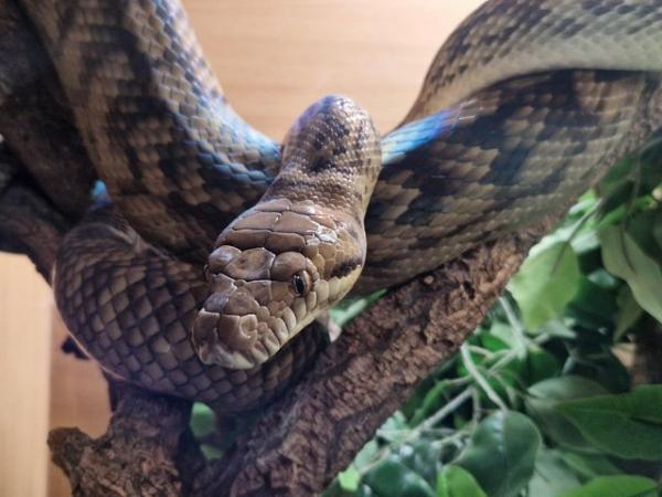 Image 4 of Cb19 Meruke scrub python - Female