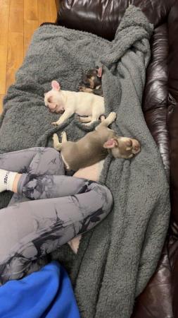 Image 6 of 10 week old Registered Frenchies