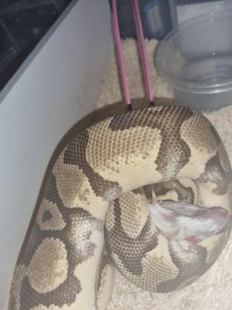 Image 5 of Cb17 enchi pastel 100% het pied/ghost male