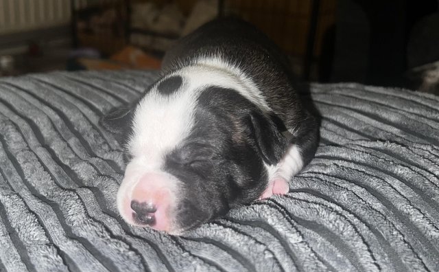 Image 1 of Beautiful Staffordshire Bull Terrier puppies