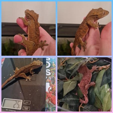 Image 1 of CRESTED GECKO....................