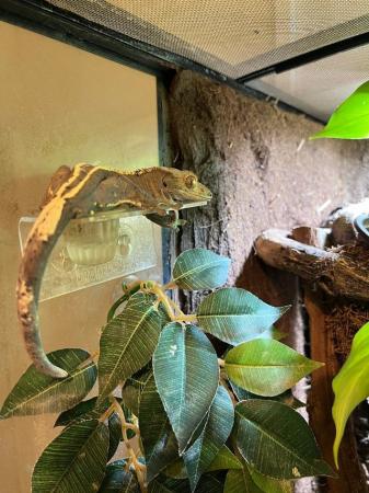 Image 6 of Crested gecko with FULL bioactive enclosure