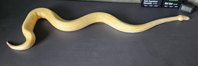 Preview of the first image of Male albino pied royal python (ball python) cb22  snake.