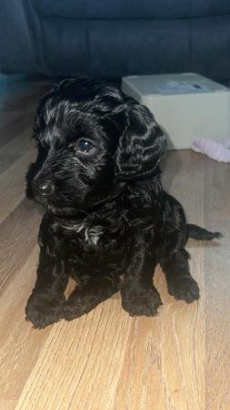 Image 2 of Available Now. Only 2 left Miniature poodle x cockerpoo