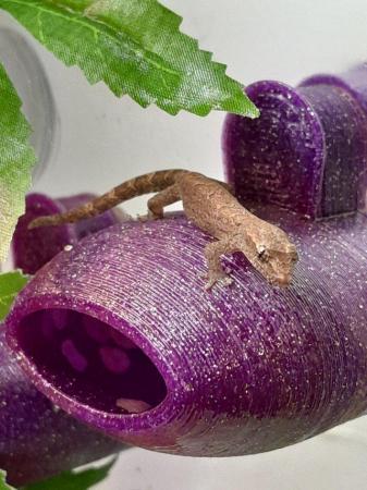 Image 5 of Mourning geckos £10 morning