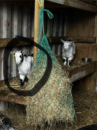 Image 3 of Pygmy goat kids ready now!