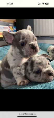 Image 6 of STUNNING LILAC ISABELLA MERLE FRENCH BULLDOGS KC