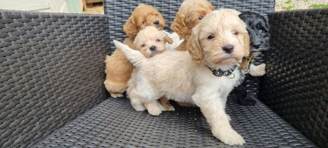 Image 10 of Beautiful Cockapoo puppies
