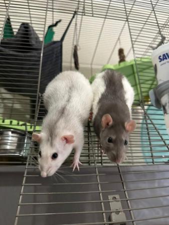 Image 12 of 2 Male Rats (10 months old)