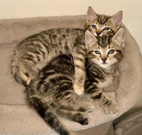 Image 7 of Mixed Maine Coon Ginger Female and Tabby Female Kittens