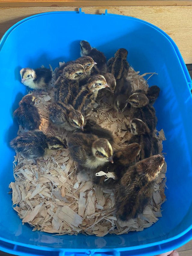 Preview of the first image of Beautiful coturnix quail chicks available.