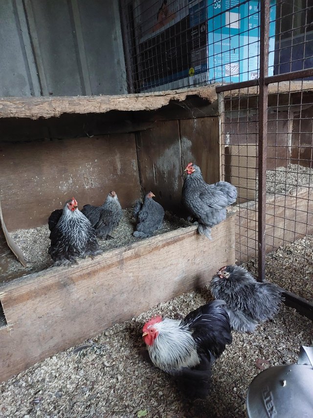 Preview of the first image of Pol pekins, 2 pullets, 1 cock and an old frazzle.