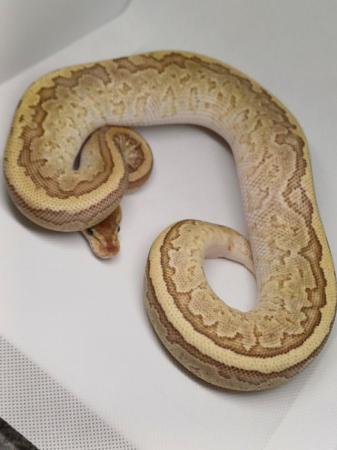 Image 6 of Cb23 Royal pythons, mainly female