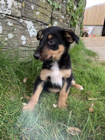 Image 4 of Handsome Male Collie Puppies