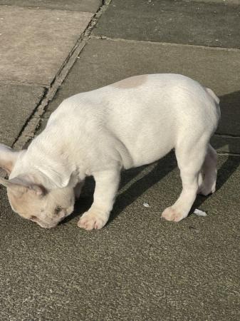 Image 5 of KC REGISTERED TRUE TO TYPE FRENCH BULLDOGBOYS