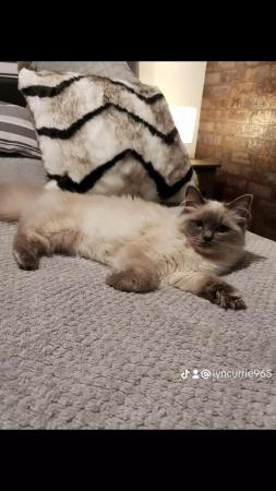 Image 3 of 10 month old female ragdoll