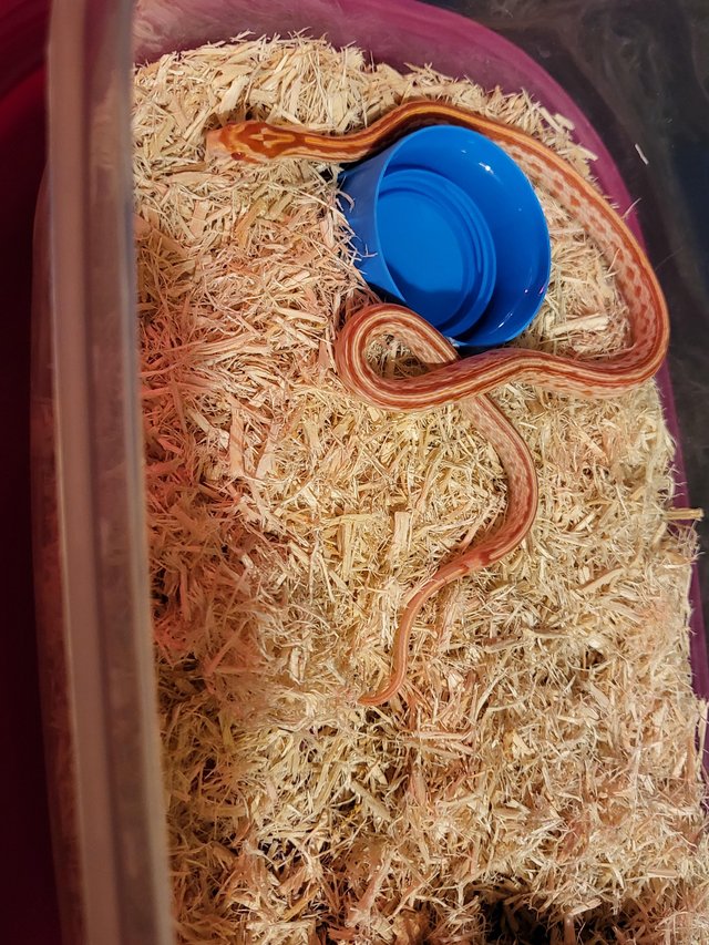 Preview of the first image of Corn snake 10 months old.
