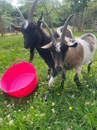 Image 3 of Pygmy/Dwarf Dairy Goats for sale