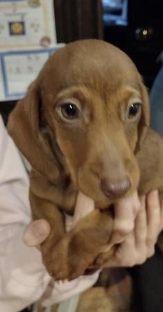 Image 2 of Miniature Dachshund Dogs