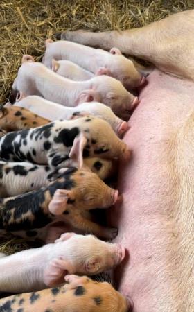 Image 3 of PIG WEANERS FOR SALE (MIX BREED)